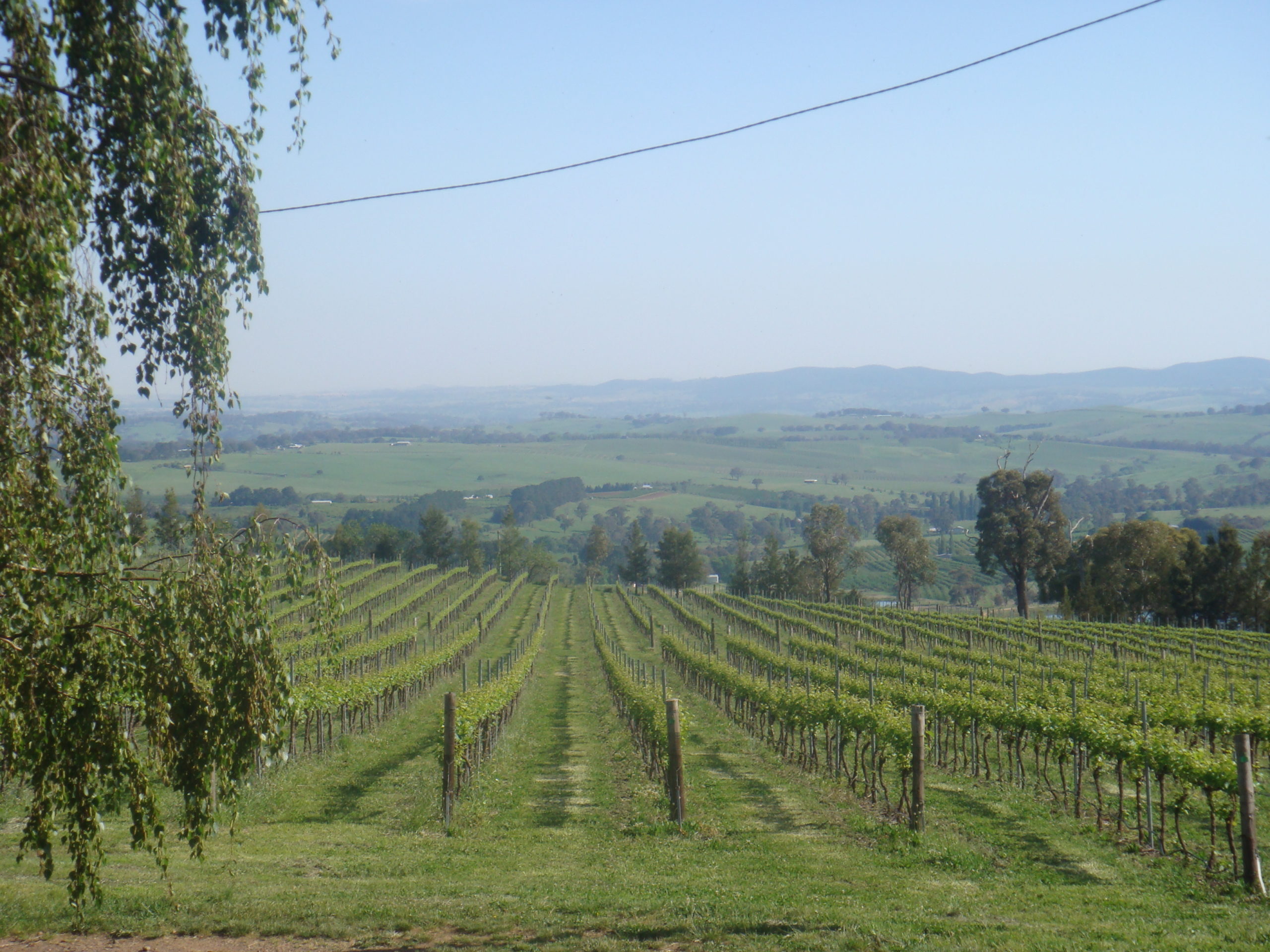 2009 - Vineyard work: grafting Merlot to PN 777 and more 114 & 115, as well as Pinot Meunier.
