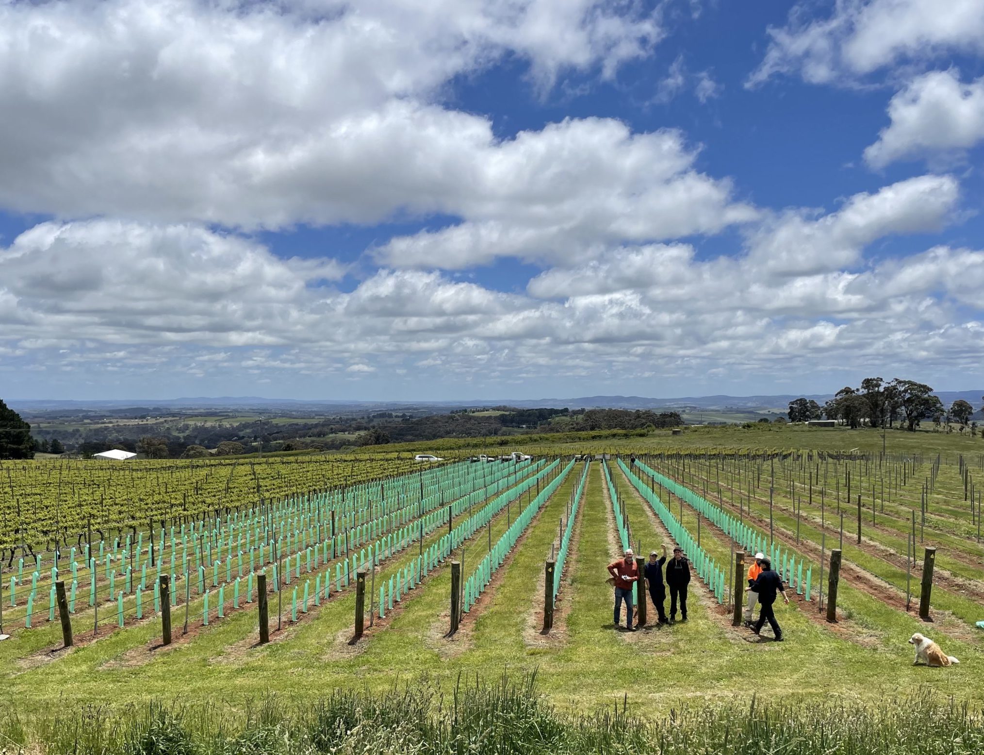 2022 - New Plantings Chardonnay & Riesling vines.
Bernard 95 & 76, 1066 & 548 clones of Chardonnay.
Then first Riesling plantings of three clones GM198, GM110 & GM239.
All 6500 Chardonnay and Riesling vines were close planted at 1 metre spacings at Forest Edge Vineyard, 1 km west of Lofty Vineyard at the same altitude.
